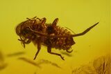Fossil Fly (Diptera) and Aphid (Sternorrhyncha) in Baltic Amber #183531-2